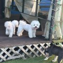 애견동반 멍멍아노올자 | 밀양 멍멍아노올자 애견동반펜션 (강아지7마리와)