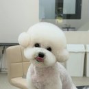 띠아몽 네이버블로그