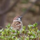 참새의 정원 이미지