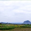 사계올레 이미지