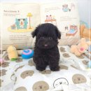 꽃강아지 이미지