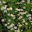 잭폿탄지(Jackpot Tansy) 이미지