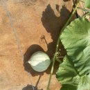 풍년농장 이미지