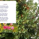풍년참기름 Daum카페