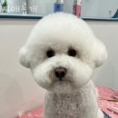 지애롭개 이미지