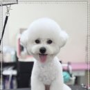 츄펫살롱 이미지