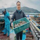 완도1호 | 신선하고 통통한 전복 선물세트, 완도1호 왕특대전복 2kg 추천 후기