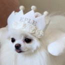 이다애견미용실 이미지