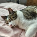 한시옆골 이미지