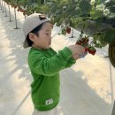 태환 농장 | 대전근교딸기체험 : 또로롱딸기 솔직후기 아이들키즈카페/딸기체험 강추!