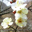 소현1리 이미지