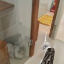 어니스트 동물병원 이미지