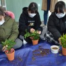 동성초 앞 이미지