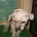 신영동물병원 이미지