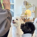 숲속앤독 | 평택 애견카페 추천｜숲속앤독｜강아지 애견동반 카페 추천