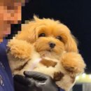 퍼피돌 이미지