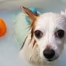 살롱드독 이미지