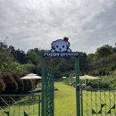 퍼피 그라운드 이미지