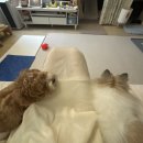 엽기떡볶이까치산역점 | 동대문엽기떡볶이 닭볶음탕 내돈내산 솔직후기 까치산역점, 디저트39 케이크 저당음료 추천