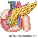 ﻿췌장 구조 이미지