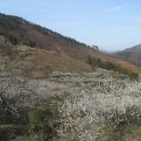 순천향매실마을 이미지