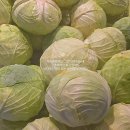 분칠랩 | [도전!요리] 닭가슴살 멸종시키기 대작전(직장인 도시락 밀프렙)
