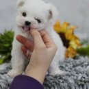 하남강아지 이미지