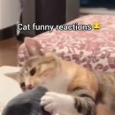 cat funny reactions vide 이미지