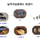 넓적사슴벌레의 한살이 이미지