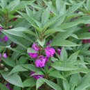 봉숭아손톱 이미지