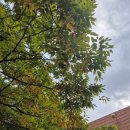 명물곱창 | 산본역 명물황소곱창 내돈내산 후기 | 소곱창 소막창 돼지막창