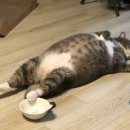 배부른고양이 이미지