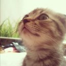 늘푸른 동물병원 이미지