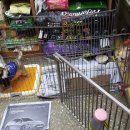 애견나라 백화점 이미지