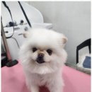 오늘도,예쁘개 이미지