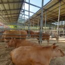 지당목장 이미지