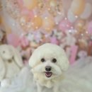 개미용실 | 개저씨는 개귀여워 개저씬가ㅣ애견 미용실 강아지 소풍 후기