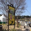 서산 유기방가옥 수선화축제 제대로 즐긴 4월 실시간 개화 꿀팁 공개