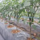 함박농장(청양) 이미지