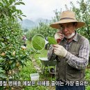 생금들친환경 영농조 | 사과 여름전정, 지금이 수확량을 결정하는 가장 중요한 시기