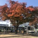 숲밧줄놀이. (사) 한국숲밧줄놀이연구회천안아산지부