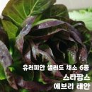 유러피안 샐러드 채소 6종 스타팜스 에브리태안 배송 후기 신선함이 살아있다