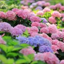 서산소나무힐링 이미지