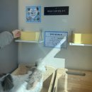 댕댕까까 | [공지] 부산 반려동반 찜질방 이색카페 휴일도 부산점 방문 후기