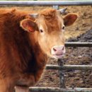 나라축산 이미지