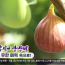 으뜸농장 티스토리