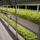 상록수농장 이미지