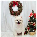 메리몰펫샵(사직점) | 부산애견미용실 주차부터 스파까지 완벽했던 사직동 강아지 미용 방문 후기 메리몰펫샵 사직점