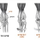 쿨펫동물병원 네이버블로그