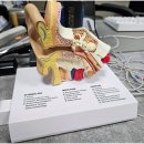 석계독일보청기 이미지